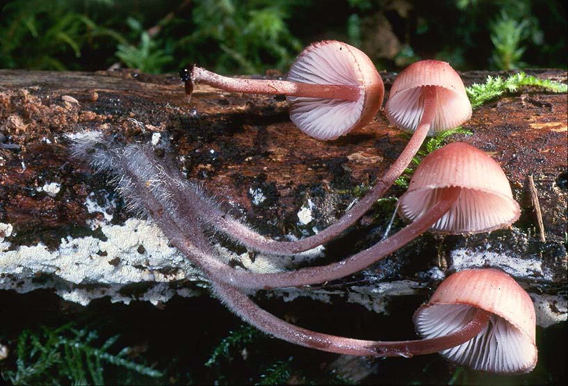 Mycena haematopus